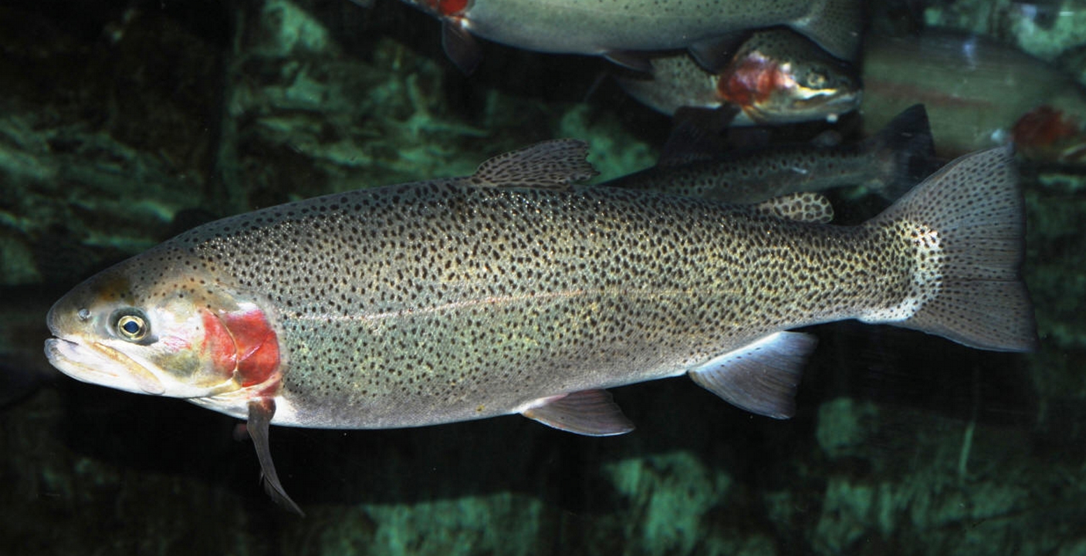 Какая форель лучше. Микижа Oncorhynchus mykiss. Форель Радужная Живая. Форель Oncorhynchus. Rainbow Trout Oncorhynchus mykiss.