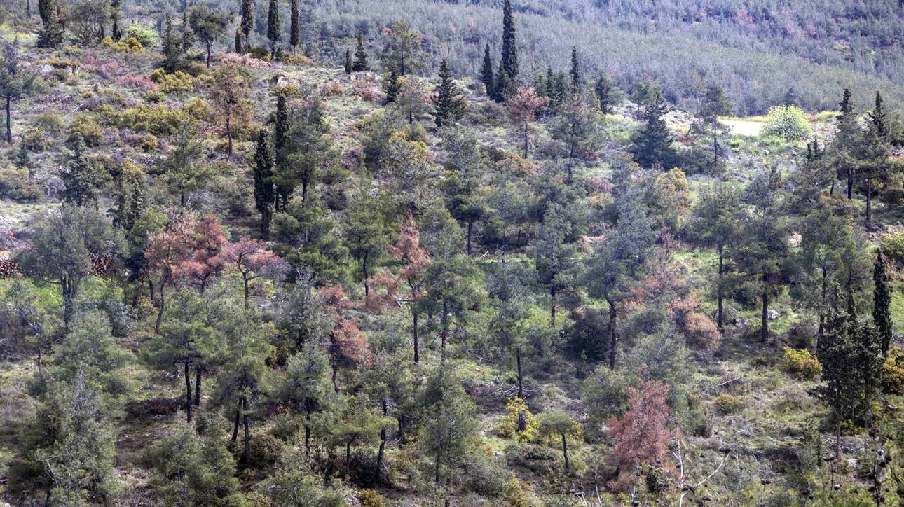 Δασικοί χάρτες 