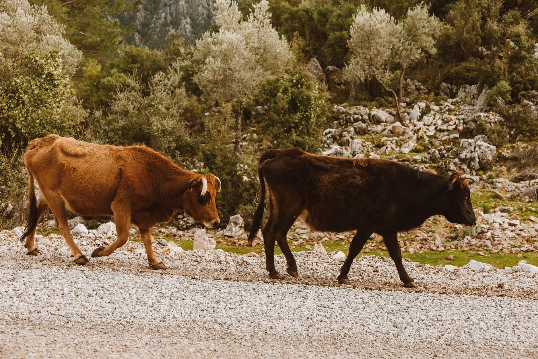 Παγκόσμια Ημέρα των Ζώων